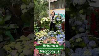 hydrangea гортензияgarden гортензіяflowers parkjardinshortsアジサイhortensiaсад [upl. by Ayhtak]