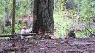 Logging in Washington State  April 2014 [upl. by Aix535]