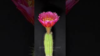 Watch a Cactus Bloom in Stunning TimeLapse timelapse beautiful flowers nature cactus [upl. by Alam]