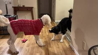 Border Collie and Goldendoodle at play [upl. by Cloris]