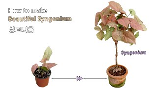 외목대 핑크 싱고니움  How to make topiary syngonium  garden [upl. by Quintana319]