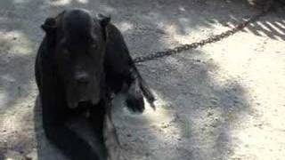 Visit to the King Zulu Kennel  Presa Canario Madrid [upl. by Ayal]