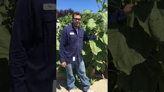 Massive Sunflower Grown with Compost Tea Pure Protein and Rock Dust [upl. by Vanhomrigh]