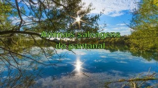 animais salvagens do pantanal [upl. by Ruggiero366]