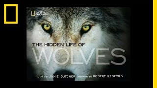 The Hidden Life of Wolves  National Geographic [upl. by Sadick]