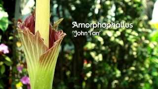 The fascinating flowering of Amorphophallus John Tan [upl. by Frederic433]