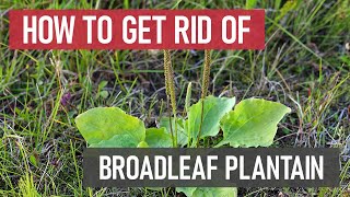 How to Get Rid of Broadleaf Plantain DIY Weed Management [upl. by Ecinna]