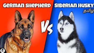 German shepherd vs Siberian Husky  pet comparison  which is best for whom🤔 [upl. by Norri]