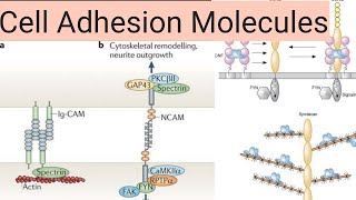 Cell adhesion molecules CadherinsintegrinsIgSFselectins [upl. by Aisor]