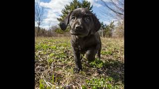 Our Puppy Jackson From Puppy to Formal Training and Protect Your Hearing [upl. by Yelats]