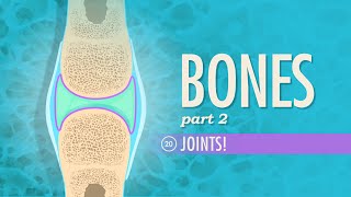 Joints Crash Course Anatomy amp Physiology 20 [upl. by Reginnej]