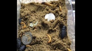 Why Coins Sink Metal Detecting [upl. by Aitnwahs547]