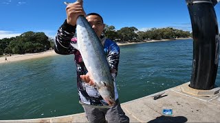 School mackerel season at Bribie Island Queensland Australia [upl. by Gladis]