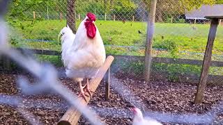 куры петух белые White Chickens and Rooster at Parc Animalier de Sauvabelin S21 Ultra HDR10 4k [upl. by Atwood]