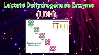 LDH Enzyme  Lactate Dehydrogenase enzymeCSIR NET in hindi [upl. by Imekawulo664]