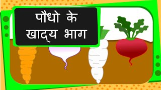 Science  Edible Parts of Plants  Hindi [upl. by Brandice887]