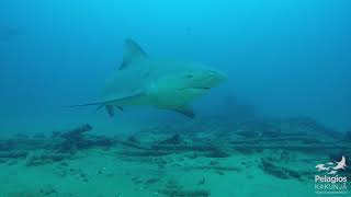 Tiburón toro  Bull shark Parque Nacional Cabo Pulmo [upl. by Emmaline111]