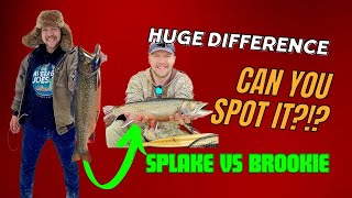 Splake Trout VS Brook Trout Comparison  The differences EXPLAINED [upl. by Ennovy203]