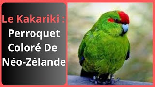 Le Kakariki le perroquet coloré et beau de la faune néozélandaise [upl. by Nugent]