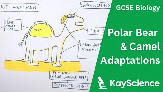 Polar Bear amp Camel Adaptations  GCSE Biology  kaysciencecom [upl. by Leicester]