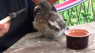 Herefordshire Wildlife Rescue  How to feed and care for a baby pigeon [upl. by Dagley]