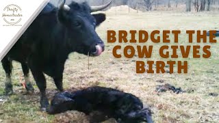 Bridget the Cow Gives Birth [upl. by Mellie]