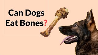 CAN DOGS EAT BONES Dos amp Donts of giving dogs a bone [upl. by Auvil443]