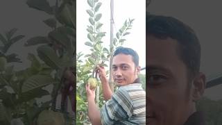 FARANG GUAVA arekbudoyo barongan jaranan reog reogponorogo barongsai fruit covermusic [upl. by Aytak758]