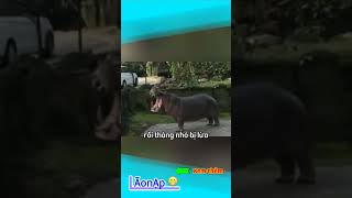 Thằng nhỏ bị lừa 🤣 Laonap [upl. by Burnside400]