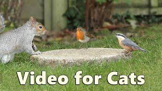 Cat TV  A Perfect Video for Cats to Watch Birds and Squirrels [upl. by Molli843]