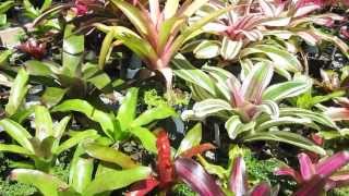 Neoregelia bromeliads explained care sun tolerance growth habit [upl. by Taima]