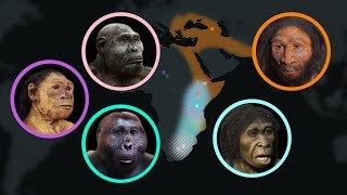 Seven Million Years of Human Evolution datavisualization [upl. by Wilcox]