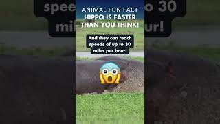 Do Hippo RUN FASTER than HUMANS 🦛😱 [upl. by Torey]