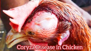 Infectious coryza with Treatment is a serious bacterial disease of chickens [upl. by Efal]