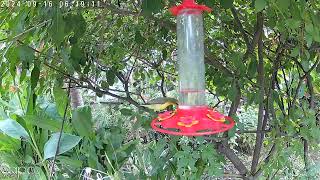 Philippine Sunbirds feeding sunbird [upl. by Aynatal]