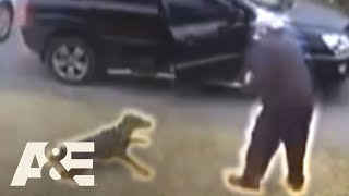 Doberman Gets Shot While Saving His Owner From Muggers  An Animal Saved My Life  AampE [upl. by Animsay]