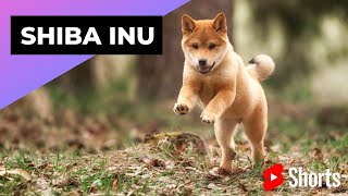 Shiba Inu 🐶 One Of The Most Popular Dog Breeds In The World shorts [upl. by Kcirdled140]