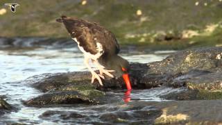 An American Oystercatcher foraging [upl. by Candy]