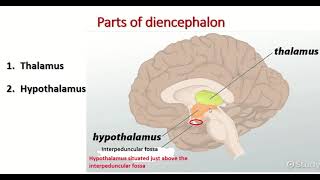 Diencephalon  parts of diencephalon [upl. by Ok615]