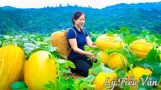 How to Harvest Cantaloupe amp Goes to the Market Sell  Harvesting amp Cooking  Daily Life [upl. by Reimer]