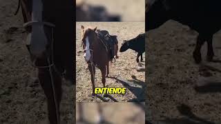 Caballo Protege al Granjero de una Vaca Enojada [upl. by Atse]