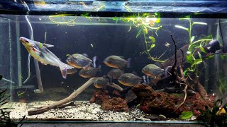 Piranha Feeding Frenzy Live Feeding of Iridescent Shark Prey with Impressive Attack Strategies [upl. by Arytal]