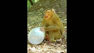 The monkey is inflating the balloon funny funnyanimal comedy funnypet [upl. by Marylinda]