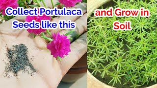 Collect Portulaca Seeds and Grow in Soil EasilyHow to collect and grow Portulaca seeds [upl. by Rednal499]