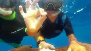 Sea Fly  Snorkeling Pantesco [upl. by Gurl282]