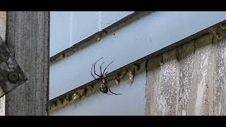 Argiope Aurantia building her web [upl. by Wincer118]