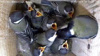 Was für ein Gewusel im Nest aber keinen Bock auf Ausflug  17052024 [upl. by Seuqramed409]