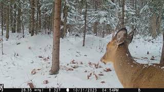 Vilas county trail cam pickup 1009202312142023 [upl. by Annah109]