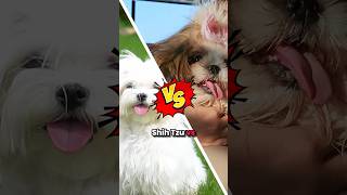 Shih Tzu vs Lhasa Apso Which is Better shihtzu shihtzupuppies [upl. by Margery]