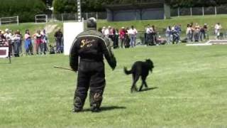 Beauceron Nationale d Elevage 2009 Ring 3 7 partie [upl. by Vivl]